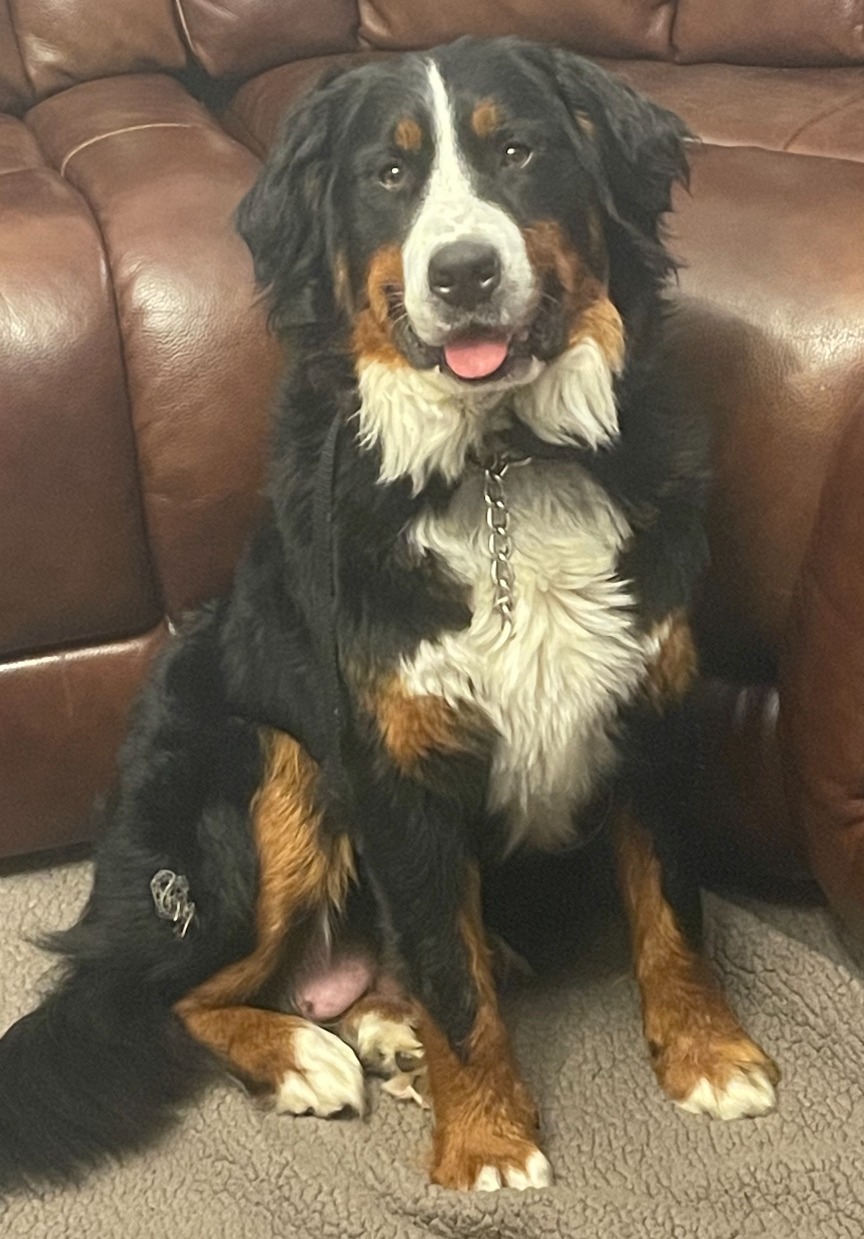 Bernese Mountain Dog dam of the upcoming F1 mini Bernedoodle litter