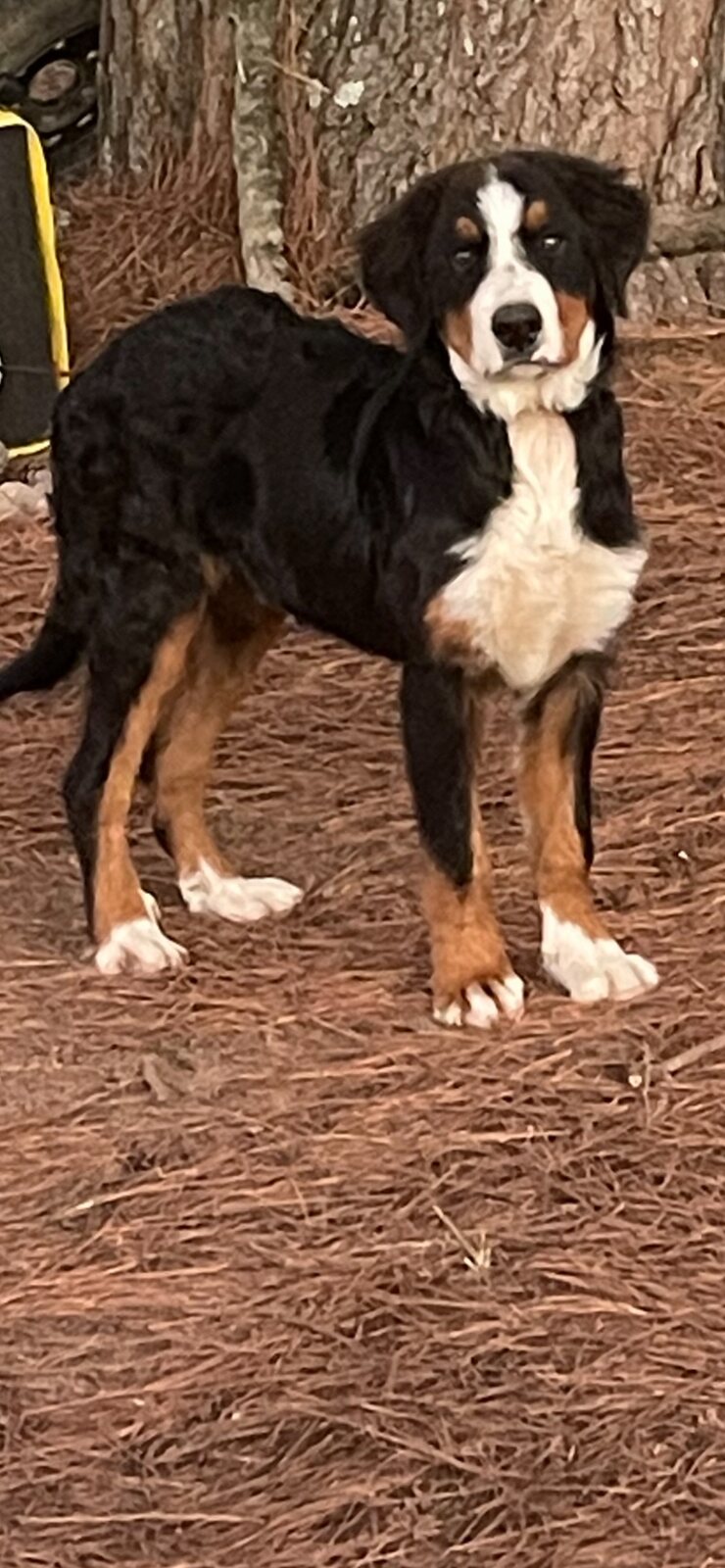 Adult Bernese Mountain Dog standing outdoors in pine straw