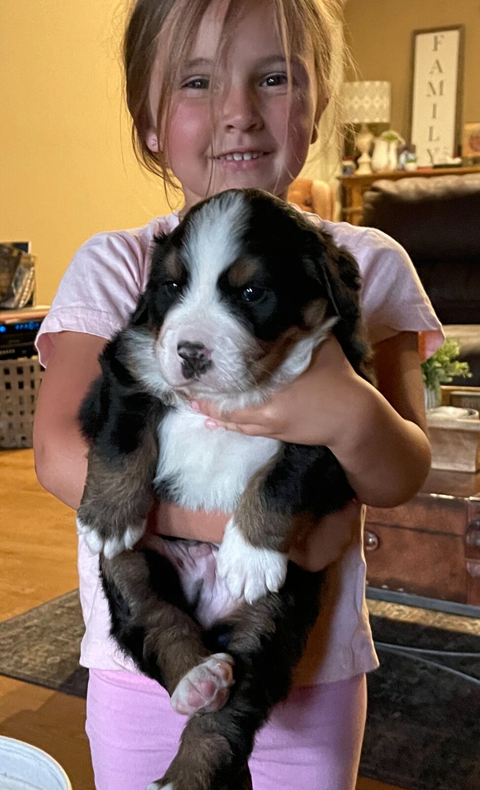 Girl holding a Bernese Mountain Dog puppy at home