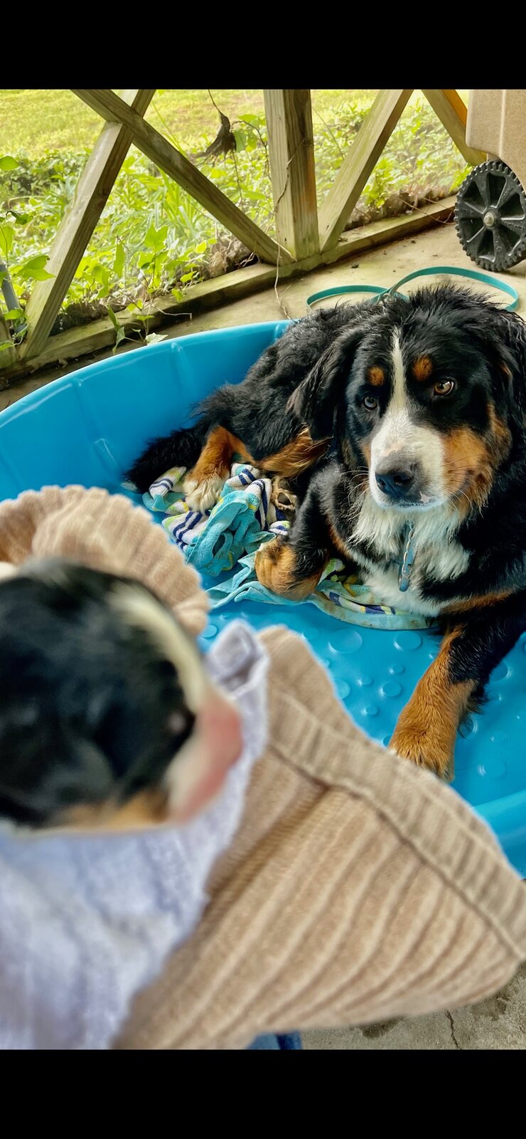 Adult Bernese Mountain Dog resting with her puppy nearby