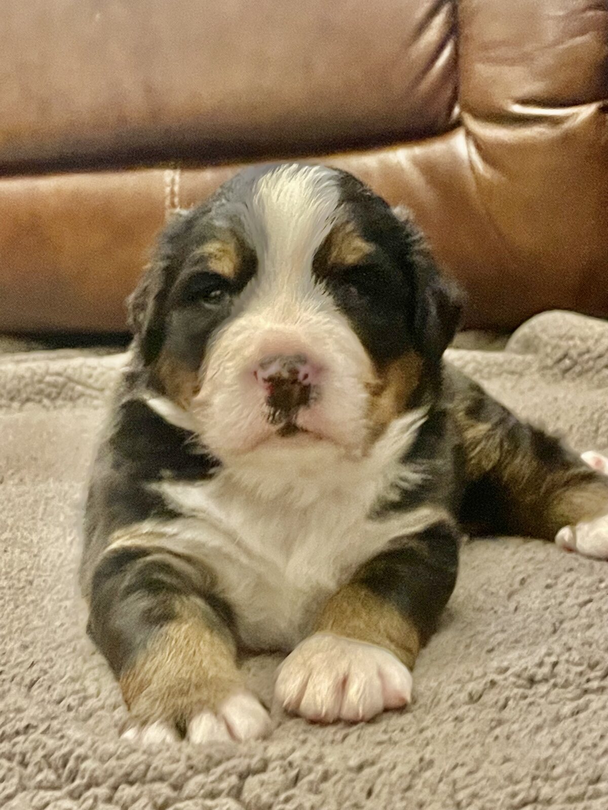 Bernese Mountain Dog puppy resting on a soft blanket