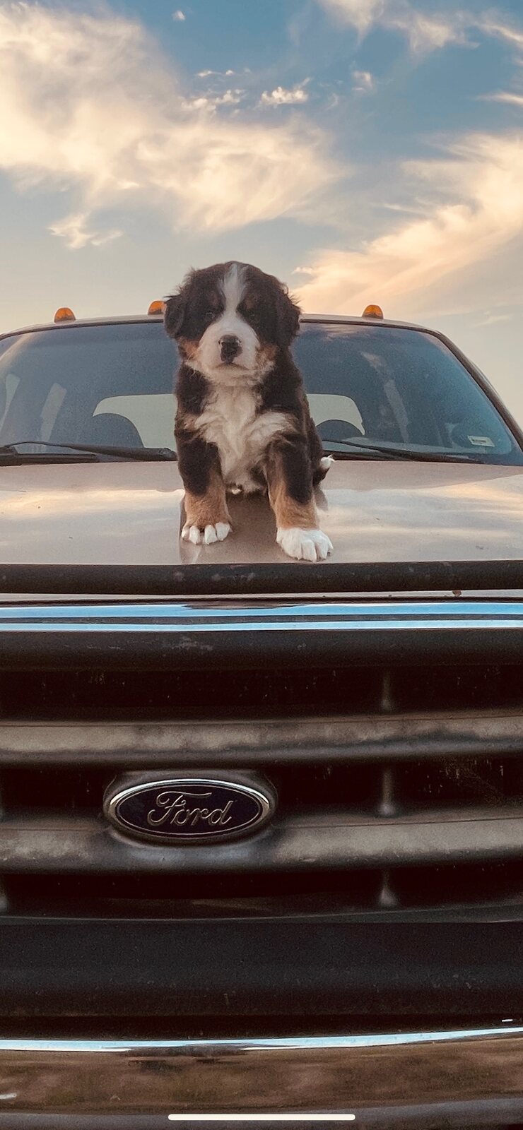 Bernese Mountain Dog puppy sitting on a truck hood at sunset