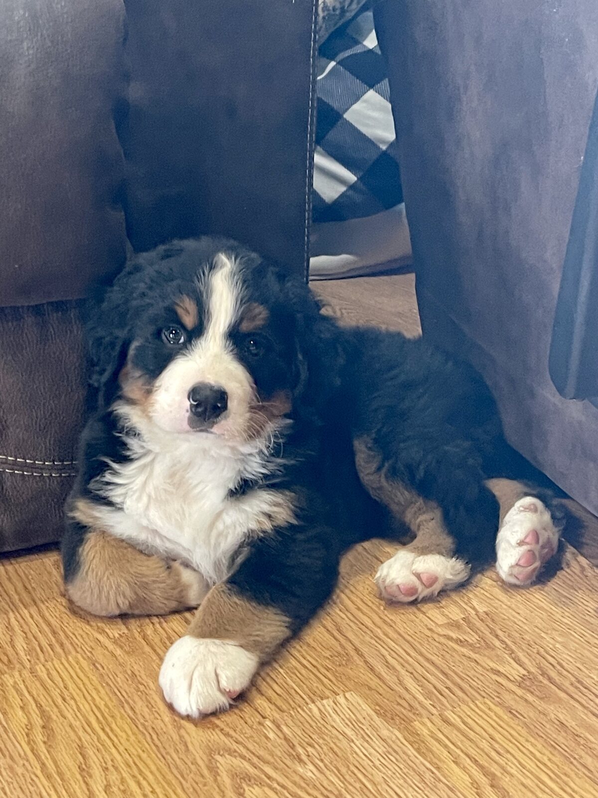 Bernese Mountain Dog puppy resting on a hardwood floor