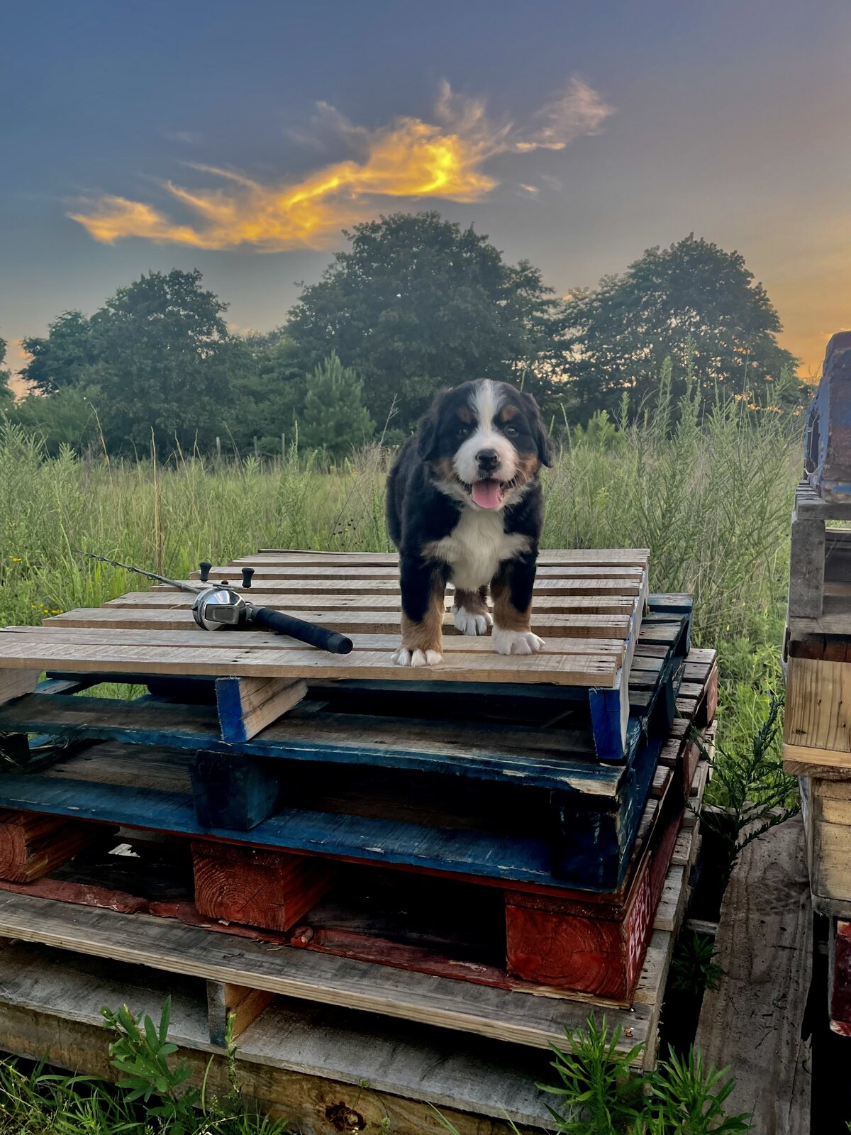 Bernese Mountain Dog puppy standing on wooden pallets at sunset