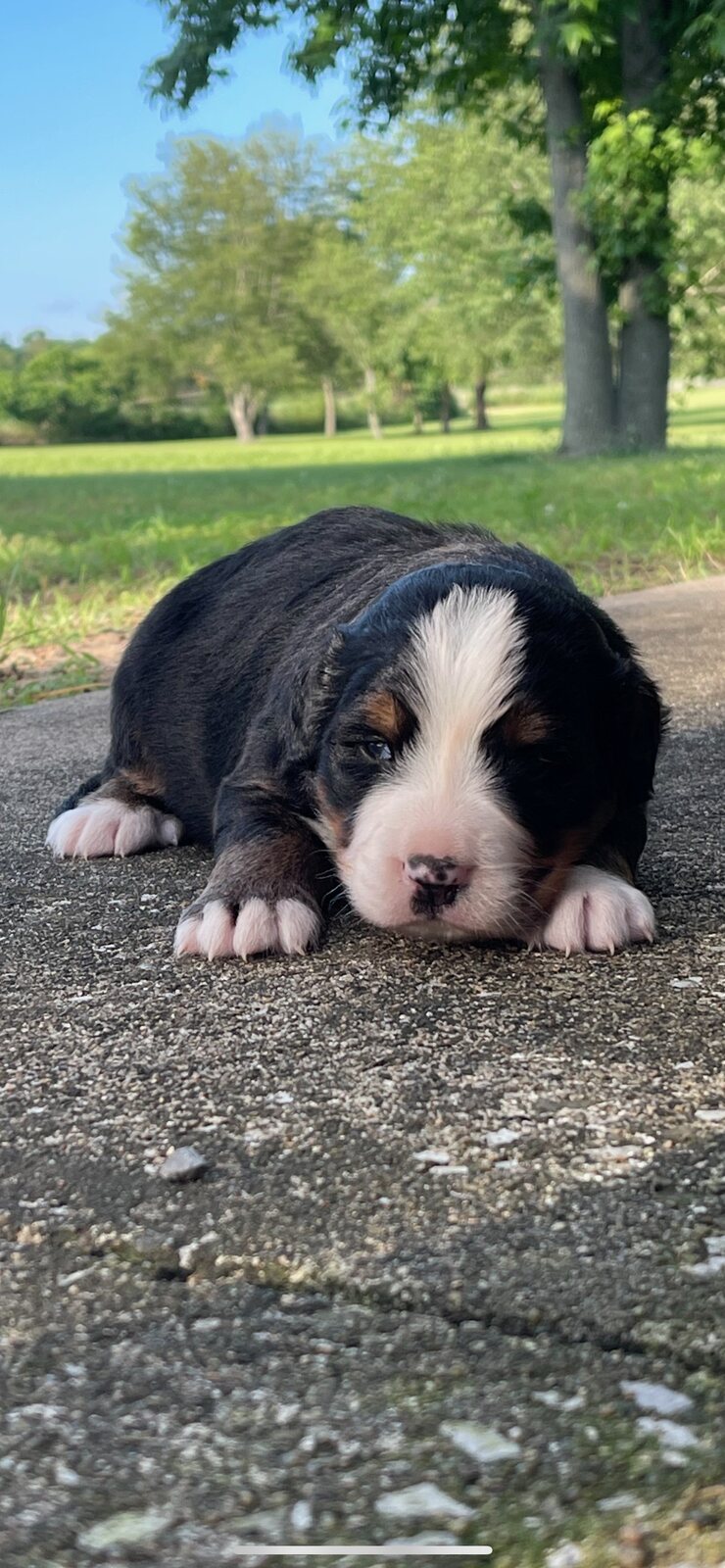 Tiny Bernese Mountain Dog puppy resting on a park path