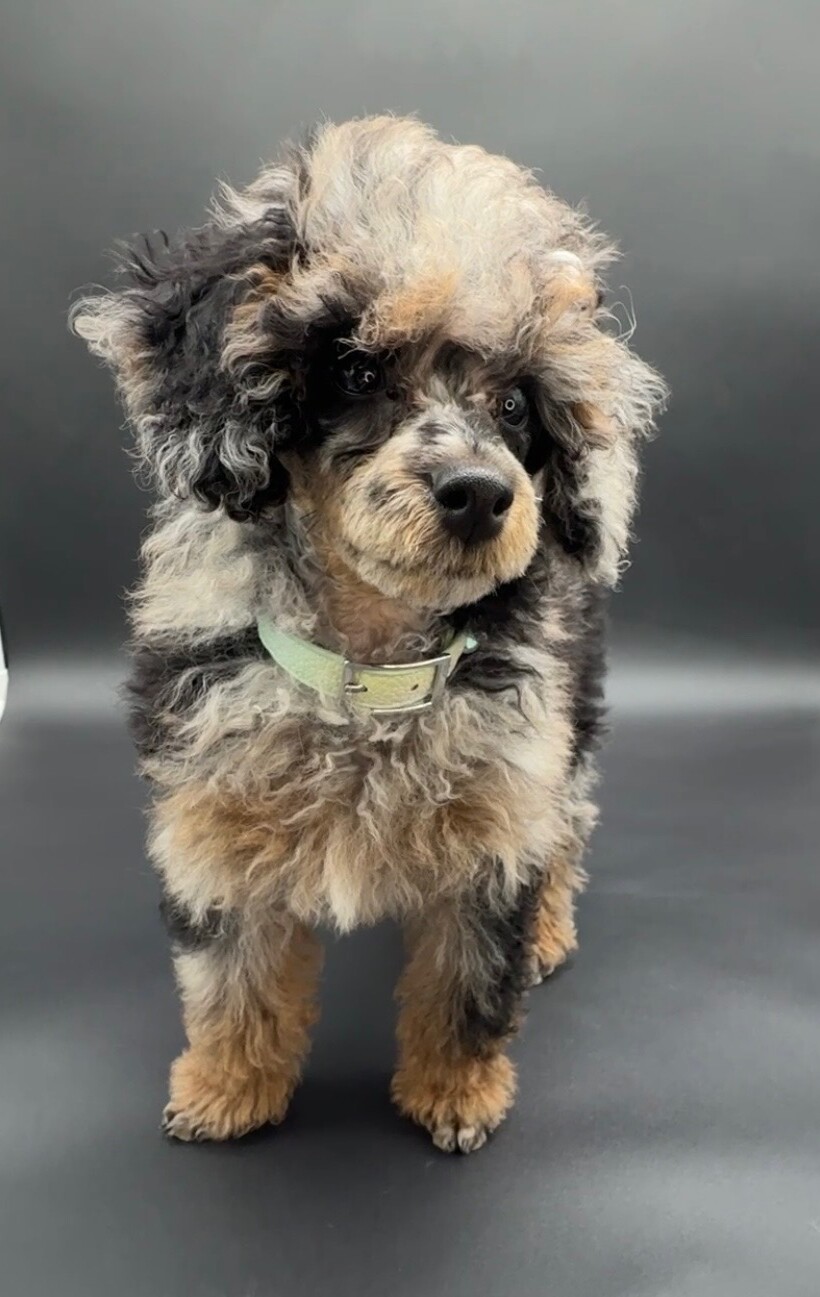 Mini poodle sire of the upcoming F1 mini Bernedoodle litter