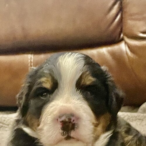 Uno as a puppy