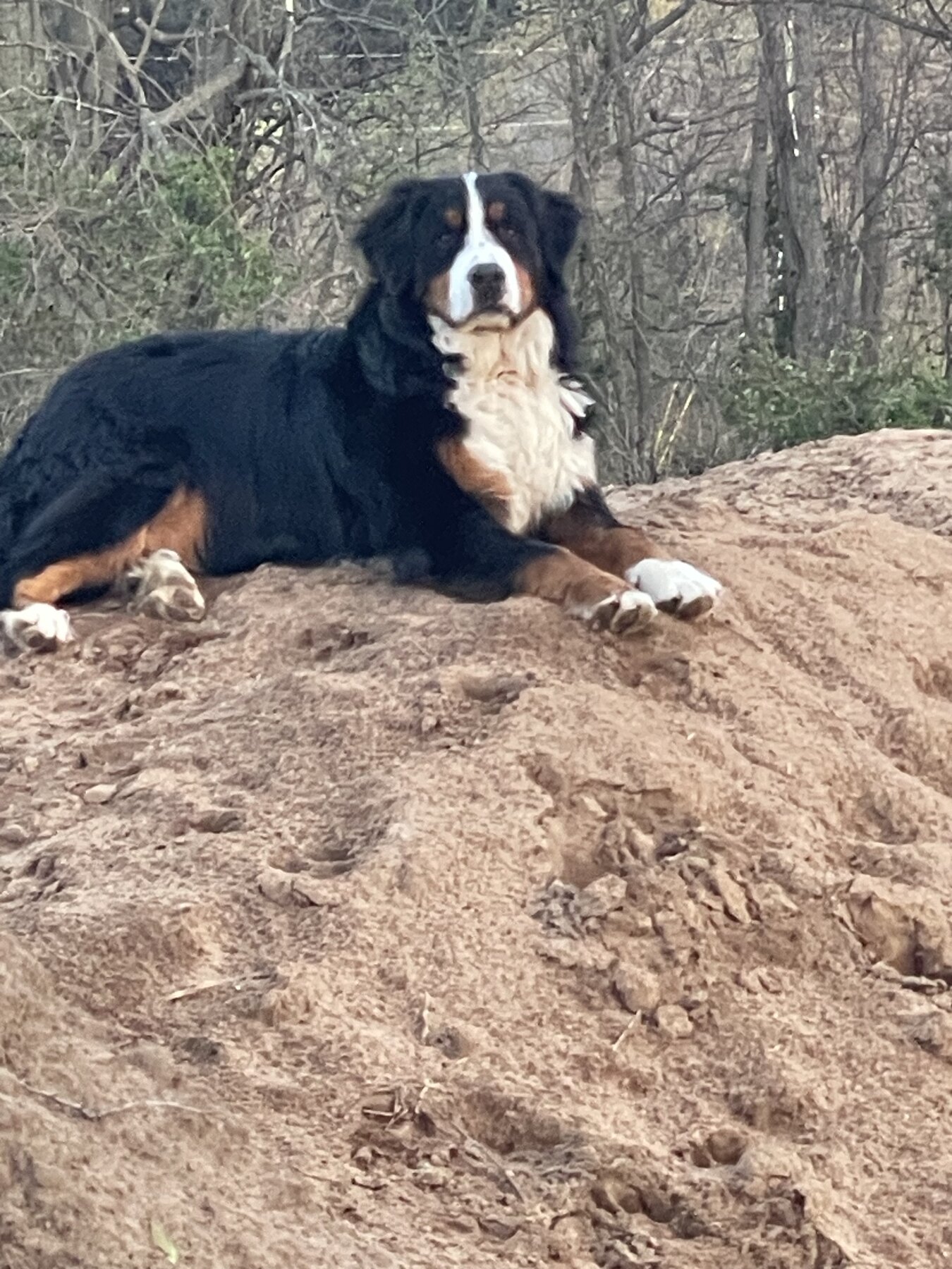 Uno, an adult Bernese Mountain Dog, resting outdoors